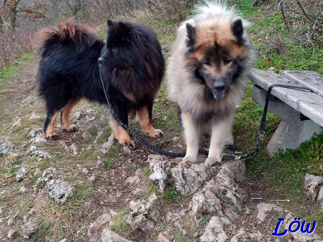 1.2.2025 - Hunde am Kleinen Sattel